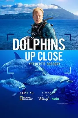 《摄影师贝尔蒂与海豚零距离》：一场触动灵魂的海洋奇遇，镜头下的真挚情感